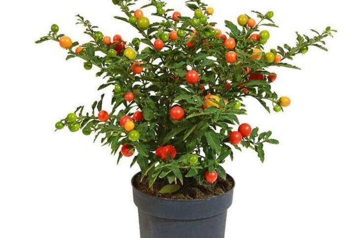 Jerusalem Cherry - Solanum - Outdoor Plants | Plantshop.me