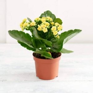 Kalanchoe - Flowering - Indoor Plants | Plantshop.me