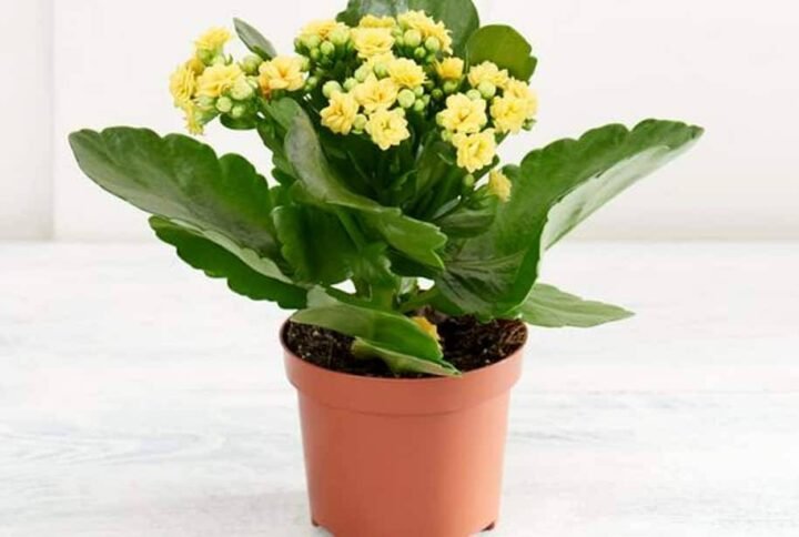 Kalanchoe - Flowering - Indoor Plants | Plantshop.me