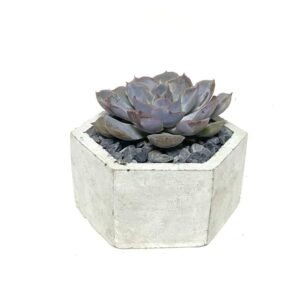 Konkri Potted Echeveria - Stunning Succulent at Plantshop.me