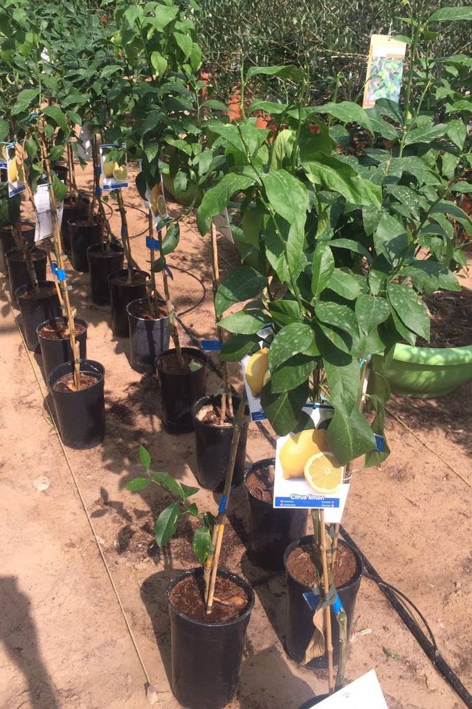 Lemon - Fruiting - Outdoor Plants | Plantshop.me