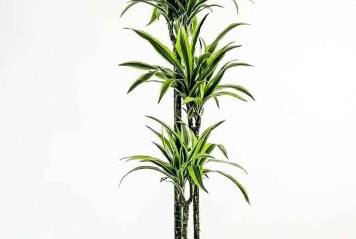 Lemon Lime - Dracaena - Indoor Plants | Plantshop.me
