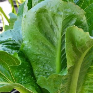 Lettuce Paris Island Seeds | Fresh Greens | Plantshop.me UAE