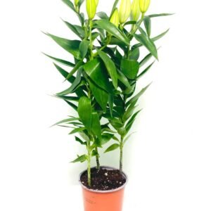 Lily - Flowering - Indoor Plants | Plantshop.me