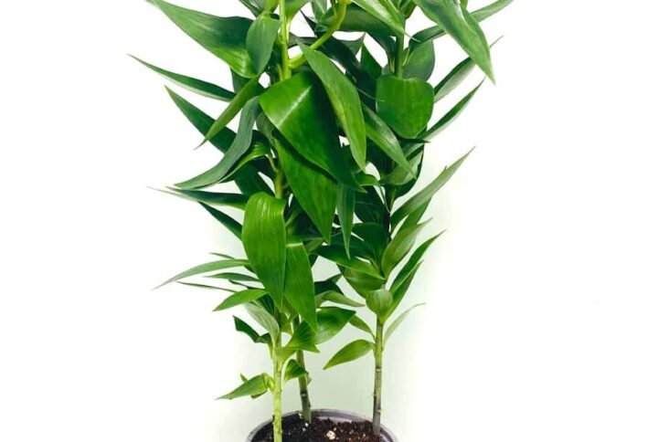 Lily - Flowering - Indoor Plants | Plantshop.me