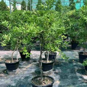 Lime Binzaheer 2M - Fruiting - Outdoor Plants | Plantshop.me