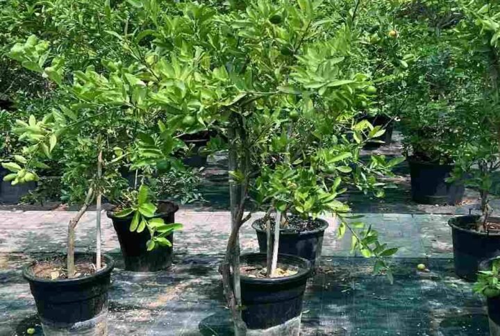 Lime Binzaheer 2M - Fruiting - Outdoor Plants | Plantshop.me