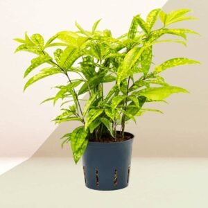 Lime Dust Dracaena - Indoor Plants | Plantshop.me