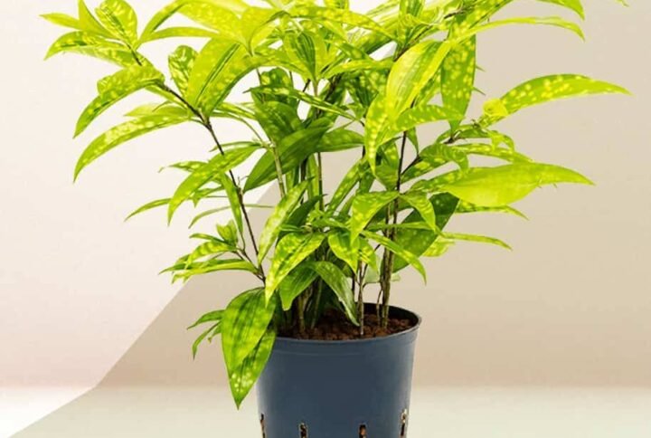 Lime Dust Dracaena - Indoor Plants | Plantshop.me