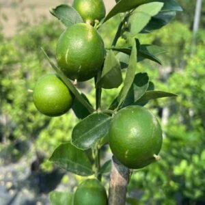 Lime - Fruiting - Outdoor Plants | Plantshop.me