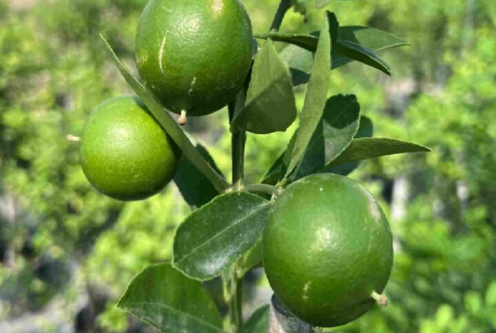 Lime - Fruiting - Outdoor Plants | Plantshop.me