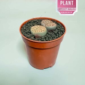 Lithops - Stone Plant - Indoor Plants | Plantshop.me