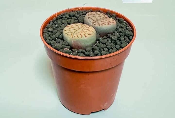 Lithops - Stone Plant - Indoor Plants | Plantshop.me