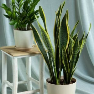 Longevity Set - Indoor Plants | Plantshop.me