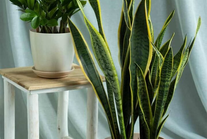 Longevity Set - Indoor Plants | Plantshop.me