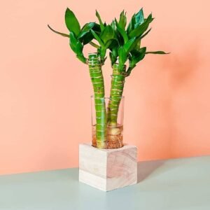 Lucky Bamboo Cubo - Buy Online at Plantshop.me UAE
