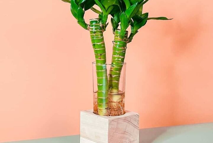 Lucky Bamboo Cubo - Buy Online at Plantshop.me UAE