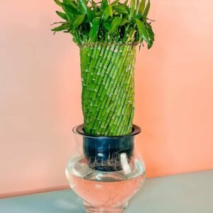 Luxurious Twisted Lucky Bamboo Self-Watering | Plantshop.me