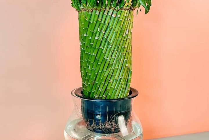 Luxurious Twisted Lucky Bamboo Self-Watering | Plantshop.me