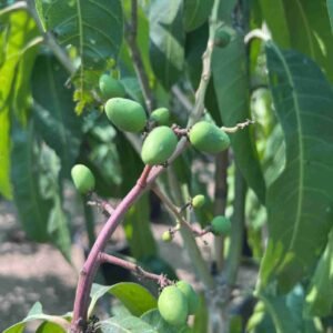 Mango China - Fruiting - Outdoor Plants | Plantshop.me
