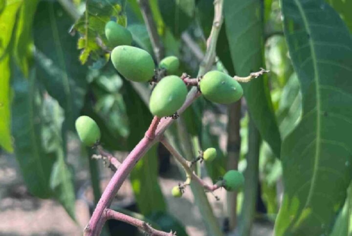 Mango China - Fruiting - Outdoor Plants | Plantshop.me