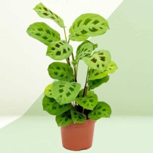 Maranta Rabbits Foot - Indoor Plants | Plantshop.me