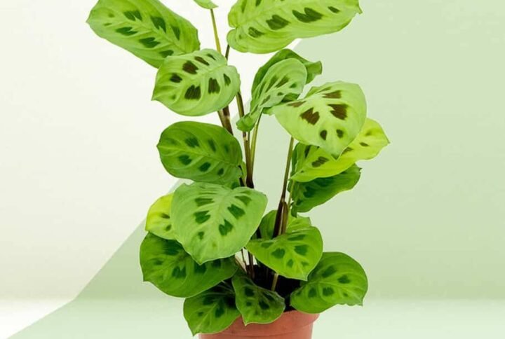 Maranta Rabbits Foot - Indoor Plants | Plantshop.me