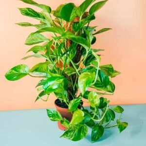 Marble Queen Pothos Moss Stick for Sale Online | Quick Delivery in the UAE | Plantshop.me