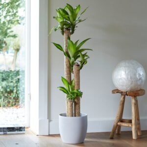 Massangeana Tall - Dracaena - Indoor Plants | Plantshop.me