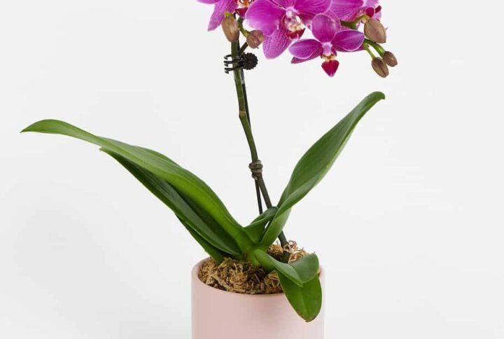 Mini Phalaenopsis Orchid for Sale Online | Quick Delivery in the UAE | Plantshop.me