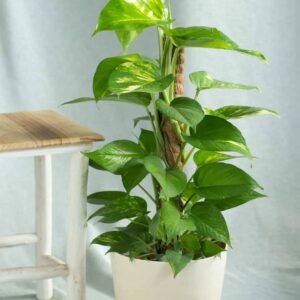 Money Plant - Holland | Buy Now at Plantshop.me UAE