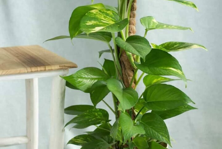 Money Plant - Holland | Buy Now at Plantshop.me UAE