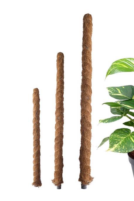 Moss Plant Support Stick - Gardening Accessories | Plantshop.me
