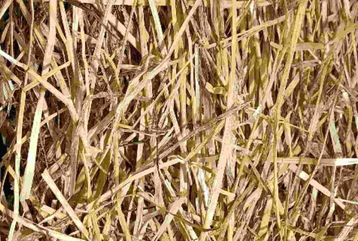 Natural Wheat Straw Grass - Soil & Fertilizers | Plantshop.me