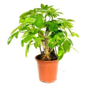 Order Schefflera Bonsai Dwarf Branched Online at Plantshop.me