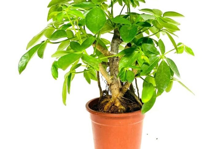 Order Schefflera Bonsai Dwarf Branched Online at Plantshop.me