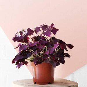 Oxalis - Indoor Plants | Plantshop.me