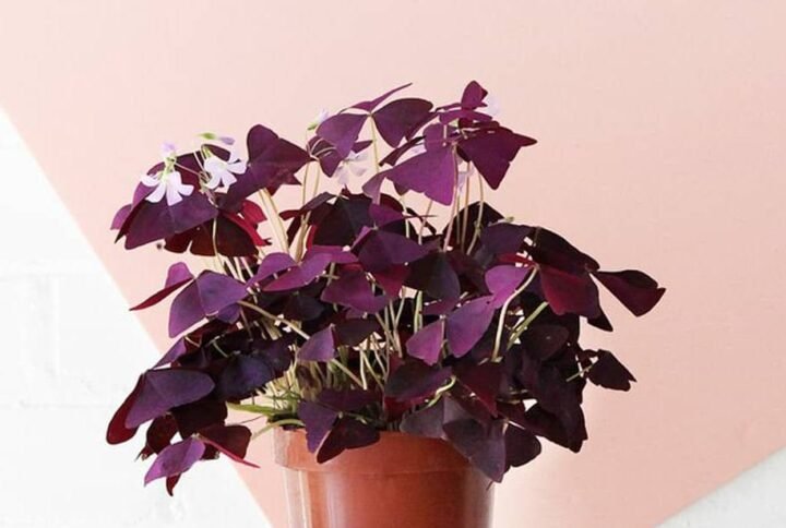 Oxalis - Indoor Plants | Plantshop.me