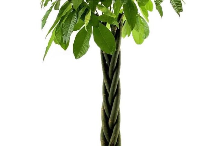 Pachira Aquatica Twisted China