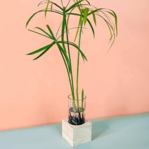 Paper Reed Cubo - Indoor Plants | Plantshop.me