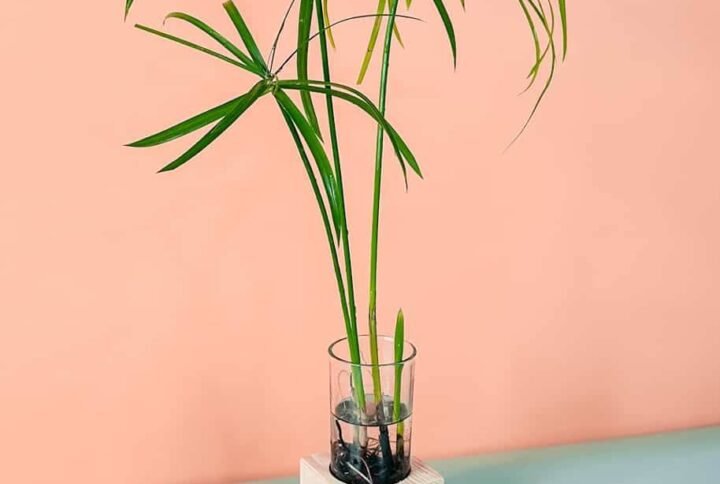 Paper Reed Cubo - Indoor Plants | Plantshop.me