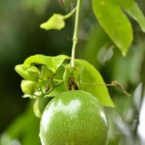Passion Fruit - Fruiting - Outdoor Plants | Plantshop.me
