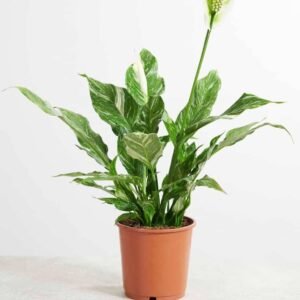 Peace Lily Variegated - Indoor Plants | Plantshop.me