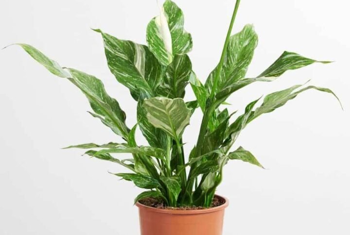 Peace Lily Variegated - Indoor Plants | Plantshop.me