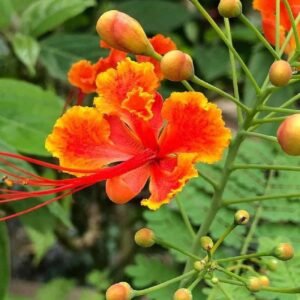 Peacock Flower Mini - Outdoor Plants | Plantshop.me