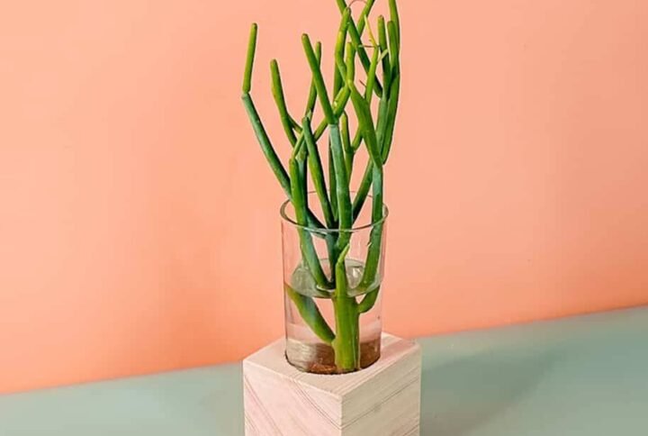 Pencil Cactus Cubo - Indoor Plants | Plantshop.me