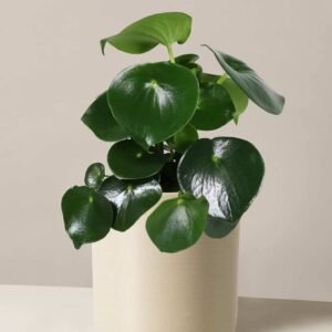 Peperomia Raindrop - Indoor Plants | Plantshop.me
