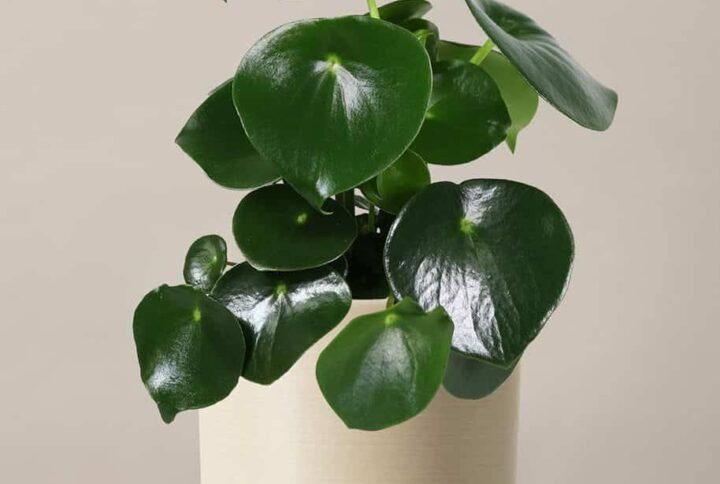 Peperomia Raindrop - Indoor Plants | Plantshop.me