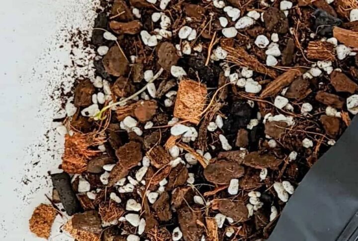 Perfect Aroid Soil Mix: Boost Plant Growth | Plantshop.me