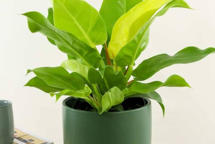 Philodendron Moonlight - Indoor Plants | Plantshop.me